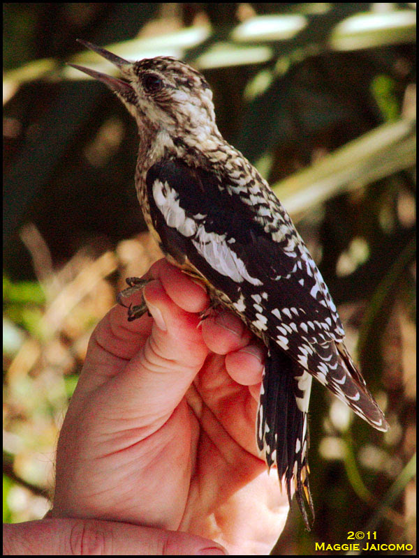 Yellow-bellied Sapsucker