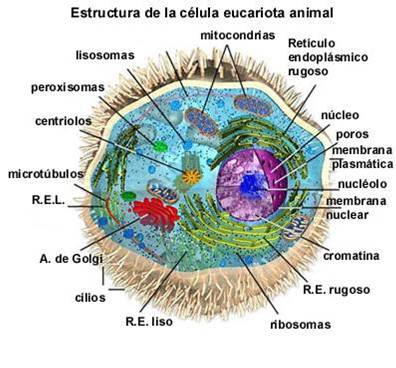 celula eucariota animal
