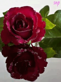 Бордовая роза на воде