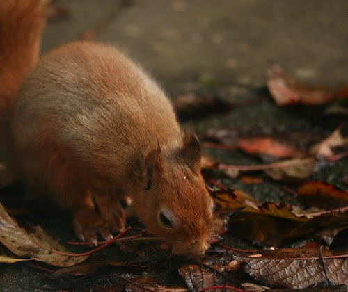 Red Squirrels