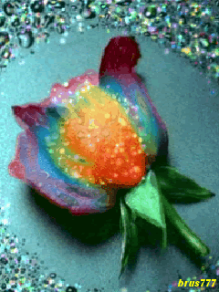 Цветная роза