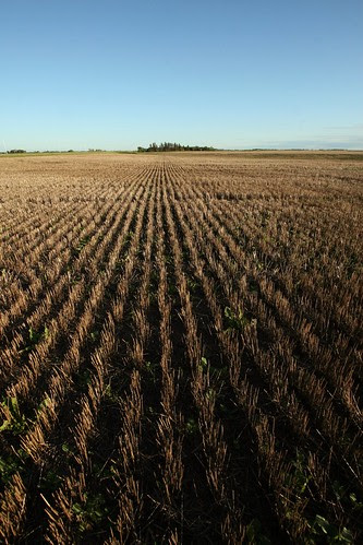 stubble-fields