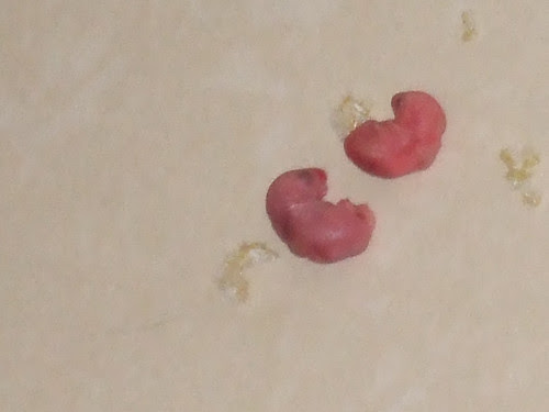 Care for a mouse?
