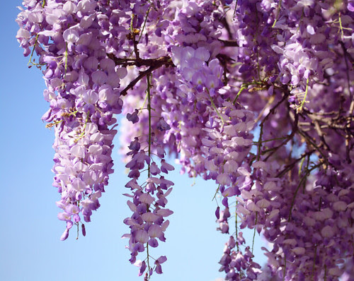 Spring flowers