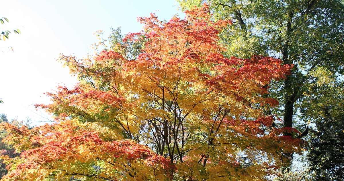 Japanese Maple Tree Diseases Pictures - corruptheroine