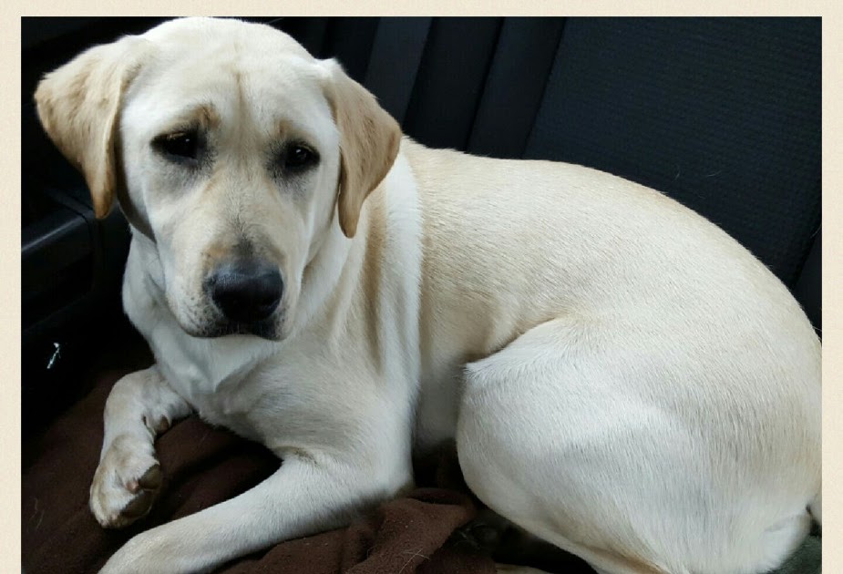 English Lab Puppies For Sale In Maine Droll Labrador