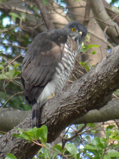 鳳頭蒼鷹/無限台南
