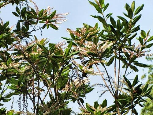20100804-rq-10-Clethra arborea