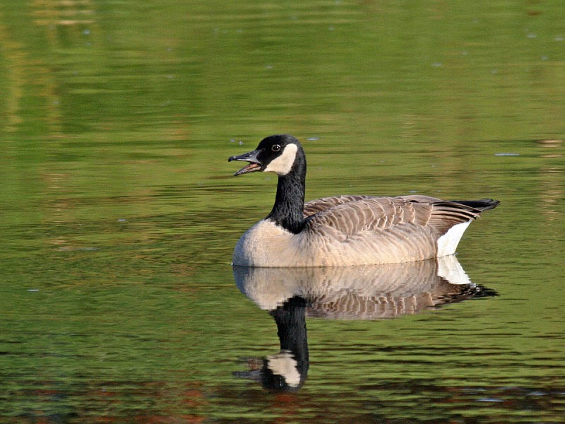 At the pond... Canada Goose - Pacific NW Birder