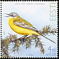 Western Yellow Wagtail Motacilla flava Western Yellow Wagtail Motacilla flava