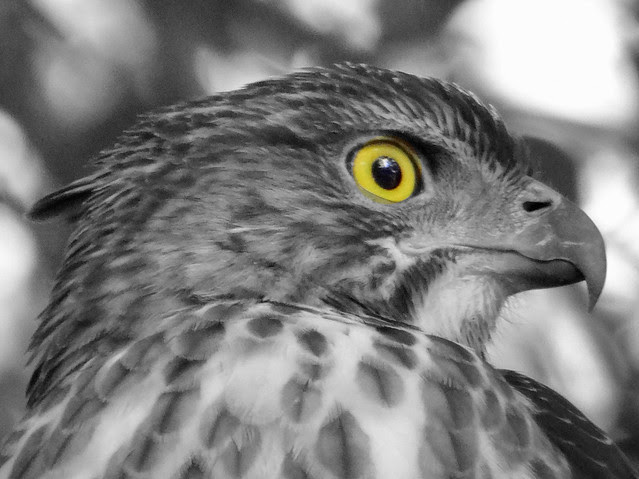 鳳頭蒼鷹/無限台南