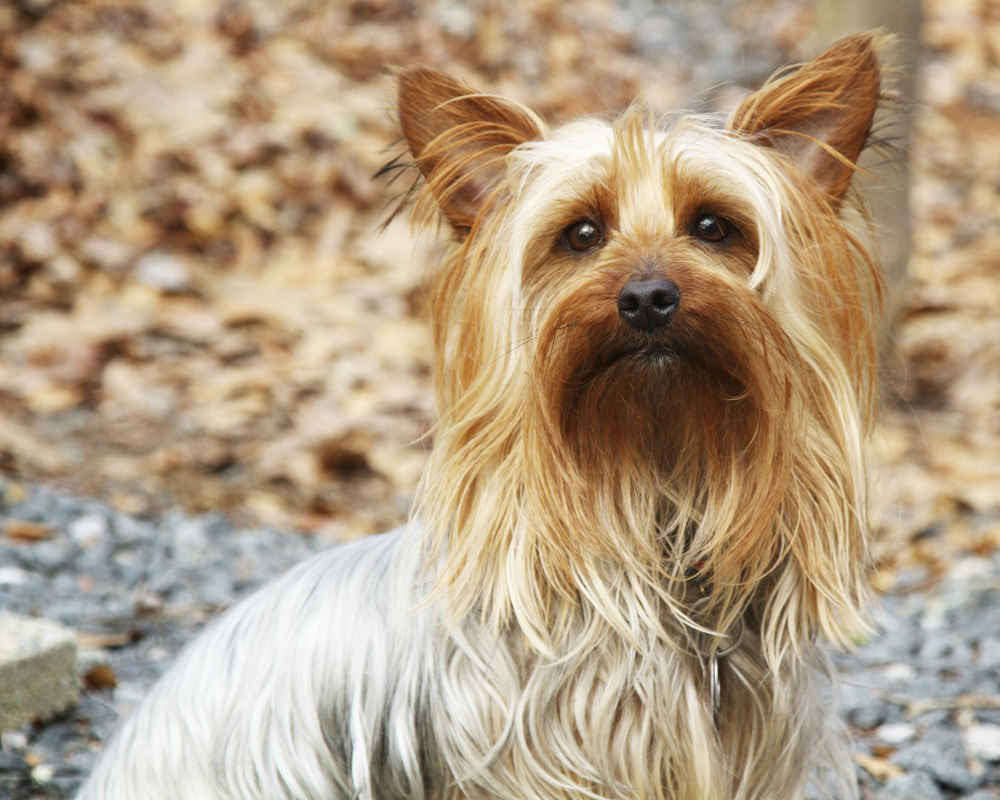 Australian Terrier Haircut