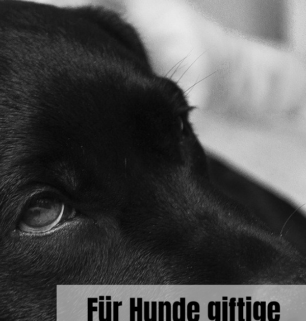 Einzigartig Was Ist An Schokolade Giftig Für Hunde