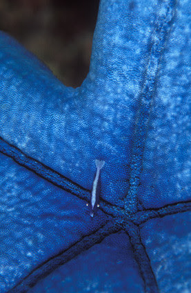 Soror Shrimp on Blue Starfish
