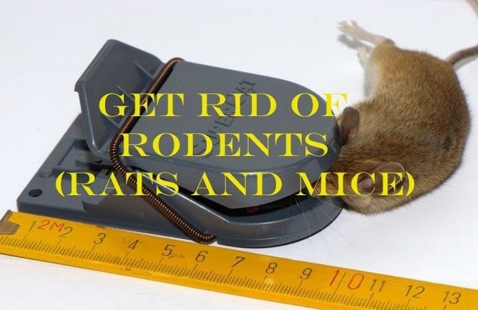 Killing Rats With Baking Soda - All You Need Infos