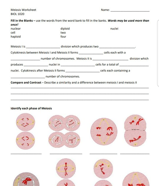 phases-of-meiosis-worksheet-answer-key-worksheets-samples