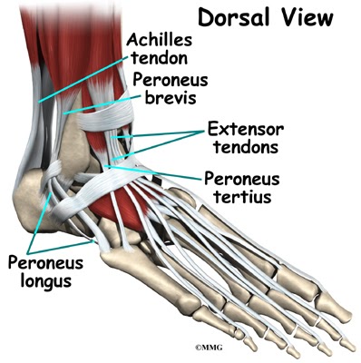 Leg Anatomy Muscles Ligaments And Tendons ~ Anatomy Foot/Lower Leg