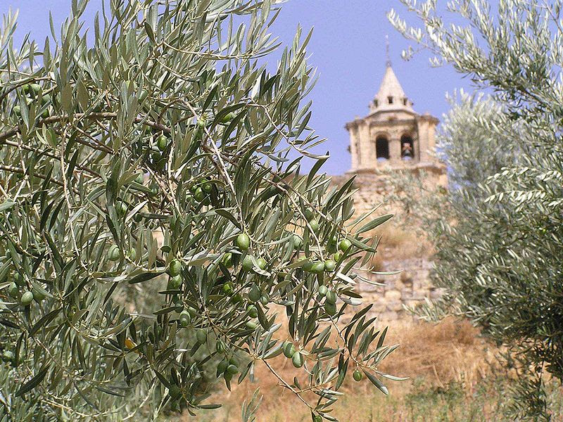 File:OLIVAR12.jpg