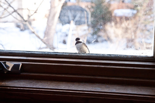 Black-capped Chickadee peeking in my window waiting for mealworms