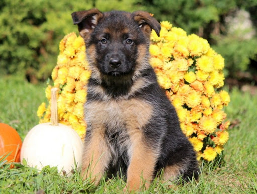 $200 german shepherd puppies near me 