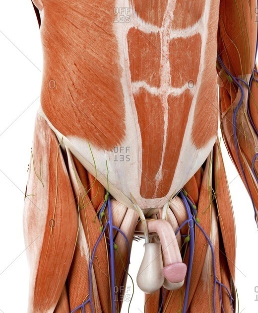 Abdominal Muscle Anatomy Male / Abdominal Anatomy Male - Human Body