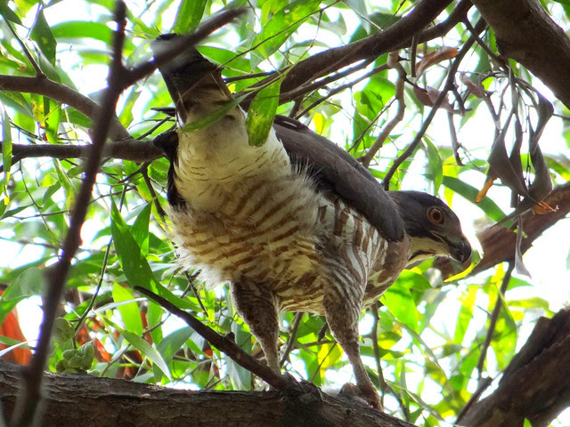 鳳頭蒼鷹/無限台南