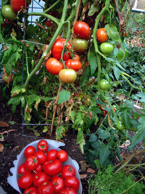 2011 Golith Tomato Plant