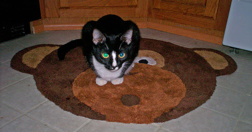 Spider monkey on monkey rug