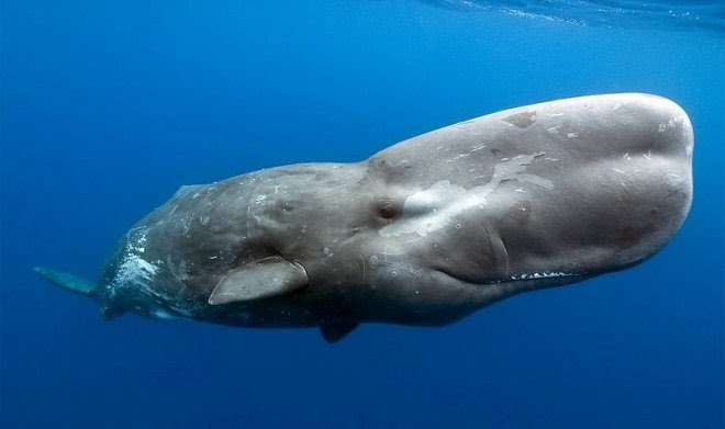 Ученые работают над созданием ИИ-переводчика, который позволит понимать язык китов