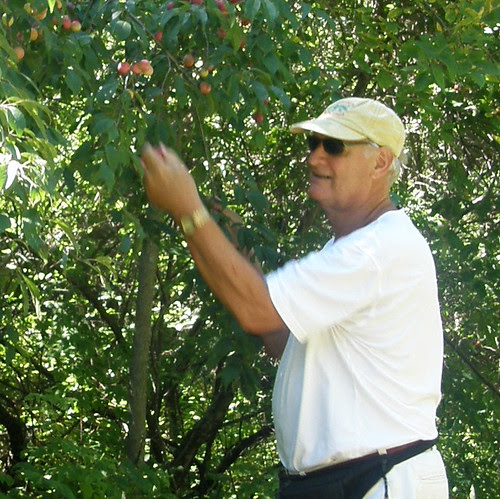 picking plums