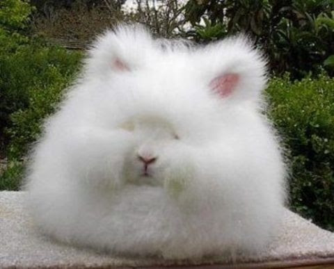 50 素晴らしい面白い 動物 画像 最高の動物画像