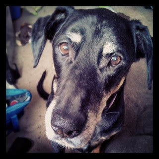 Lola says Good Morning Instagram! #dogstagram #dobermanmix #instadog #ilovemydogs #dobiemix #adoptdontshop #Rescued
