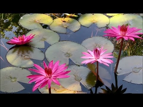 ELTELU Ciri  ciri  Bunga  Teratai Waterlily Water Lily 