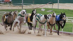 Go Daisy Go!!