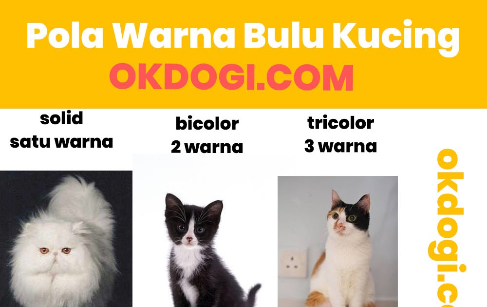 Nama Kucing Betina Anggora - 81021+ Nama Untuk Kucing ...