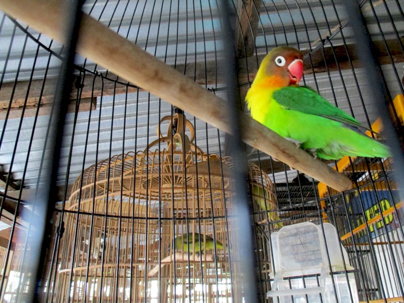 Jual Beli Burung Surabaya Barat