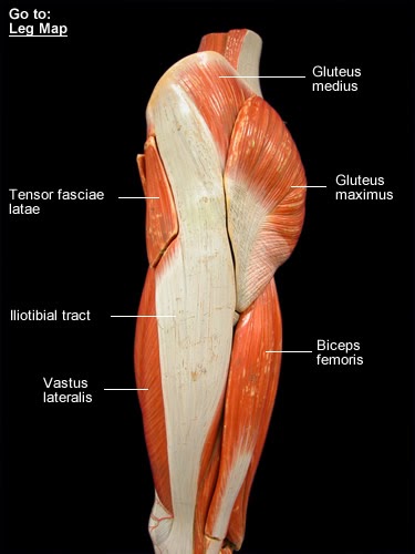 Leg Muscles Diagram Labeled : Thigh