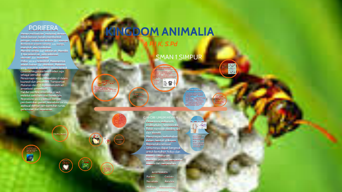 Contoh Hewan Kingdom Animalia - Aneka Macam Contoh