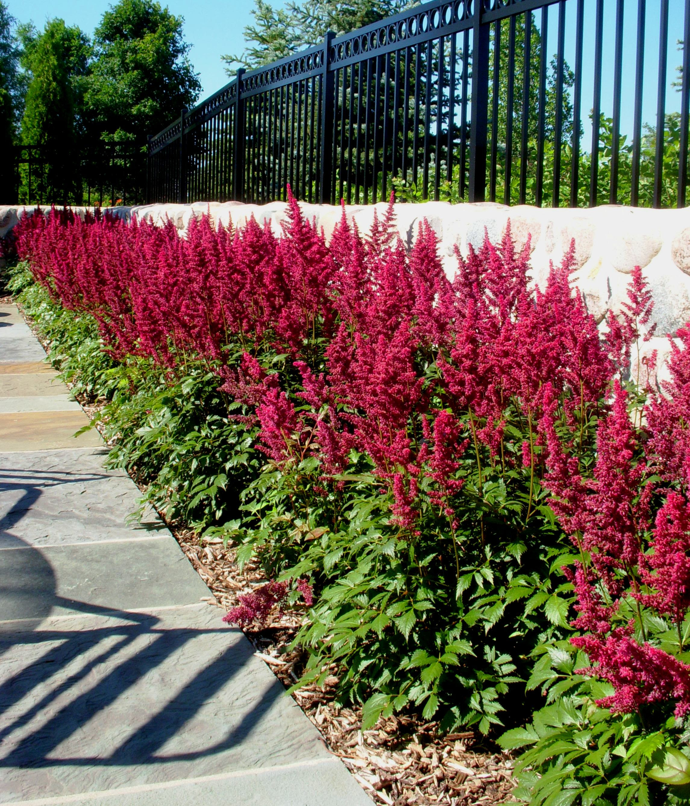 low maintenance vine plants outdoor