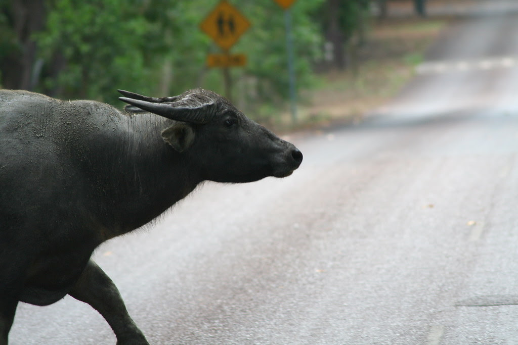 Buffalo at Fogg Dam