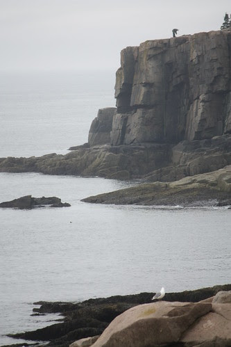 The rocky cliffs of Acadia National Park