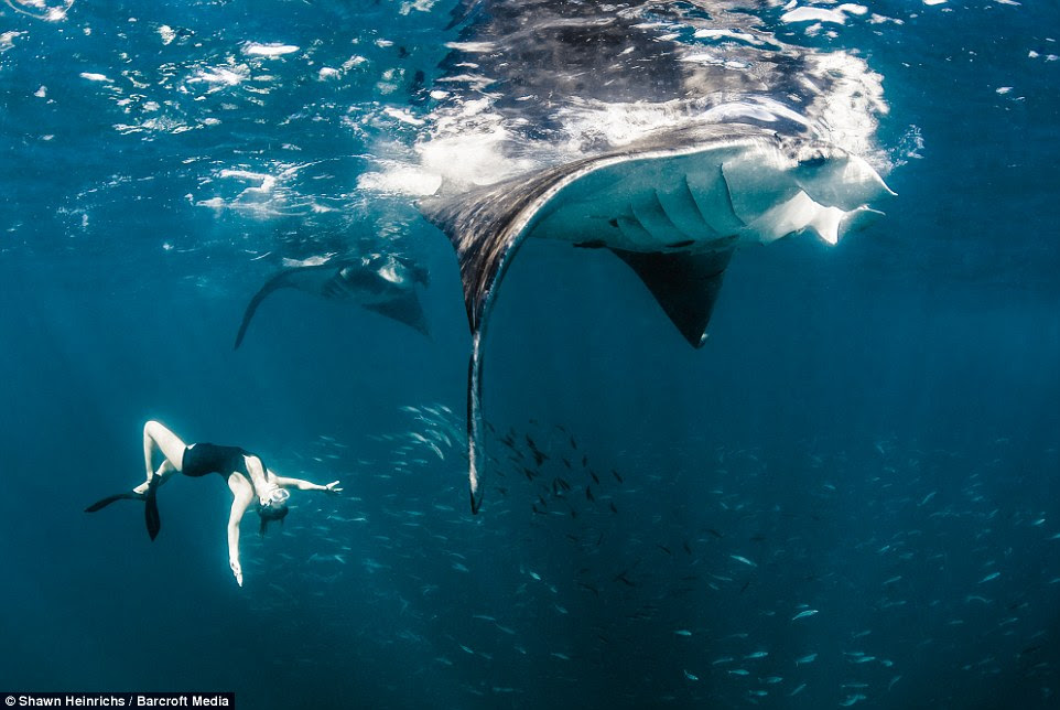 Pictured here with a manta ray, Ms Mancino spent hours in the ocean while Emmy Award-winning cinematographer and photographer Shawn Heinrichs took photographs