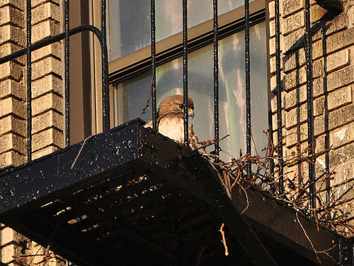 Washington Heights Hawk Nest