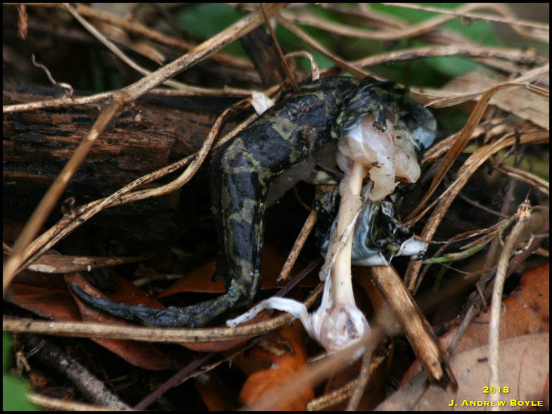 Frog TK