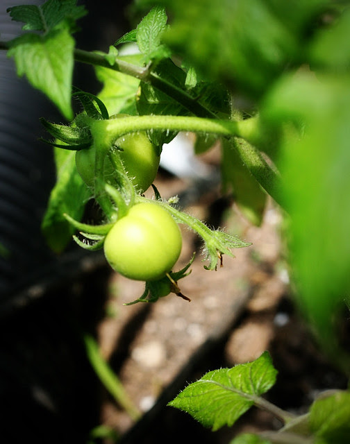 tomato-baby