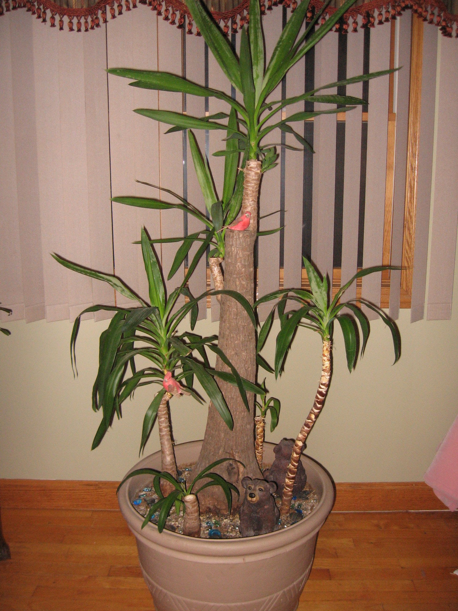 26 Images Yucca Plant Indoor Care garden plants