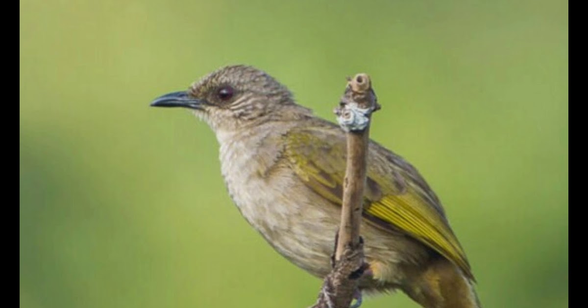 Burung Cucak Lumut Jantan Dan Betina / suara prenjak lumut betina