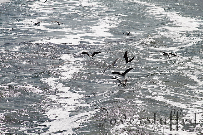Seagulls