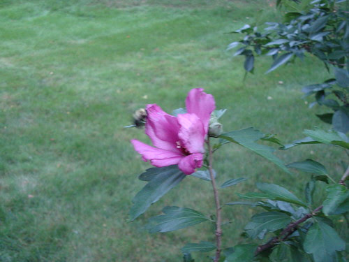 bumble bee and rose of sharon