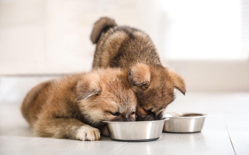 [最も共有された！ √] 犬 ドライフード ふやかす 436749犬 ドライフード ふやかす いつまで